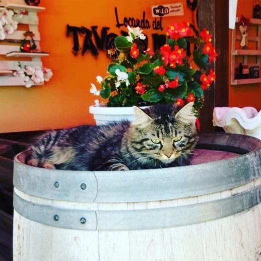 Locanda Del Tavolo Matto Potenza Picena Exteriör bild